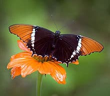 220px-Siproeta_epaphus_Galawebdesign